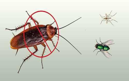 pest control services kottayam