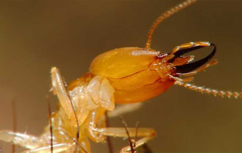 pest control services kottayam