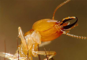 pest control services ernakulam