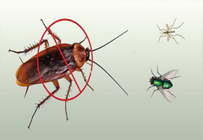 pest control services kottayam
