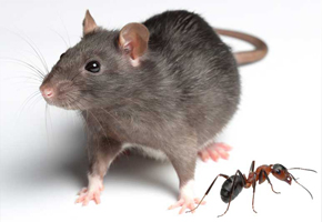 Pest Control Services Cochin