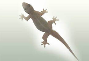 pest control services thrissur