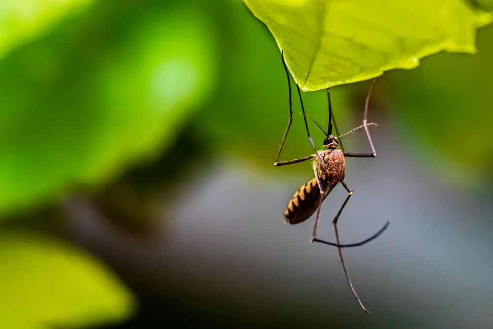 Mosquito close-up macro photograph