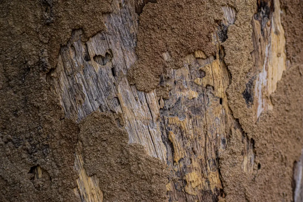 Termite damage close-up on wood